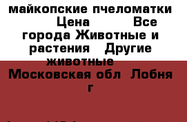  майкопские пчеломатки F-1  › Цена ­ 800 - Все города Животные и растения » Другие животные   . Московская обл.,Лобня г.